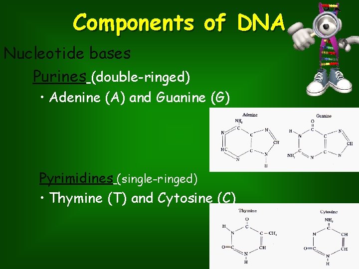 Components of DNA Nucleotide bases Purines (double-ringed) • Adenine (A) and Guanine (G) Pyrimidines