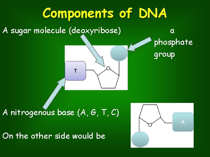Components of DNA A sugar molecule (deoxyribose) a phosphate group T A nitrogenous base