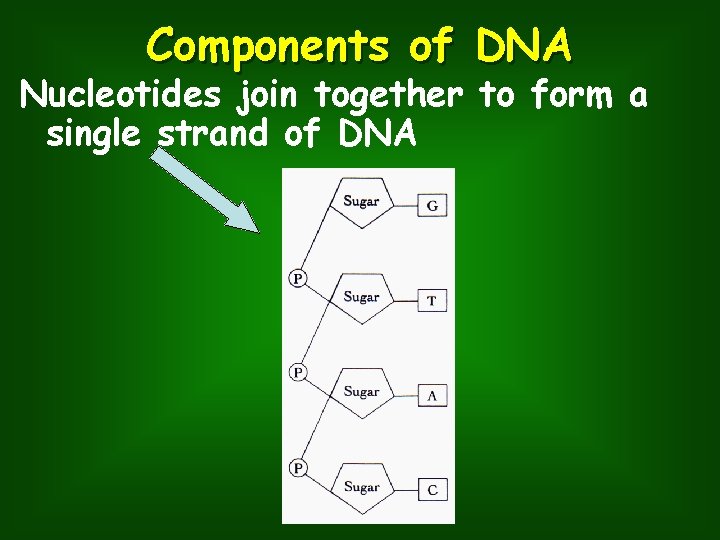 Components of DNA Nucleotides join together to form a single strand of DNA 