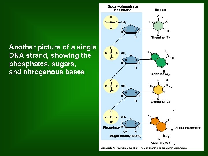 Another picture of a single DNA strand, showing the phosphates, sugars, and nitrogenous bases