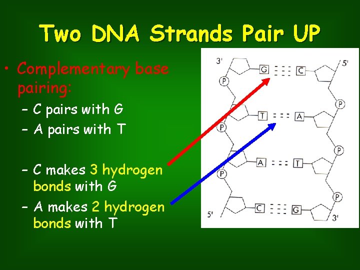 Two DNA Strands Pair UP • Complementary base pairing: – C pairs with G