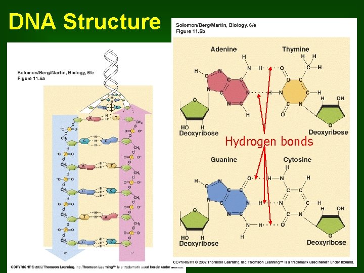 DNA Structure Hydrogen bonds 