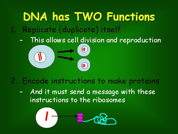 DNA has TWO Functions 1. Replicate (duplicate) itself – This allows cell division and