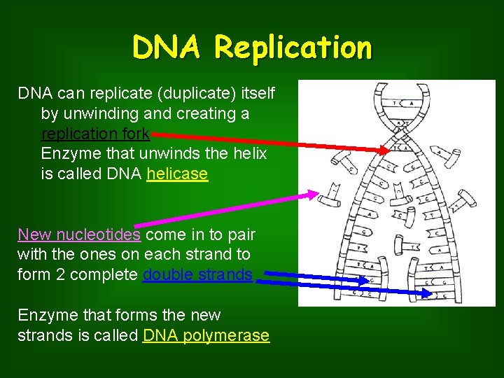 DNA Replication DNA can replicate (duplicate) itself by unwinding and creating a replication fork