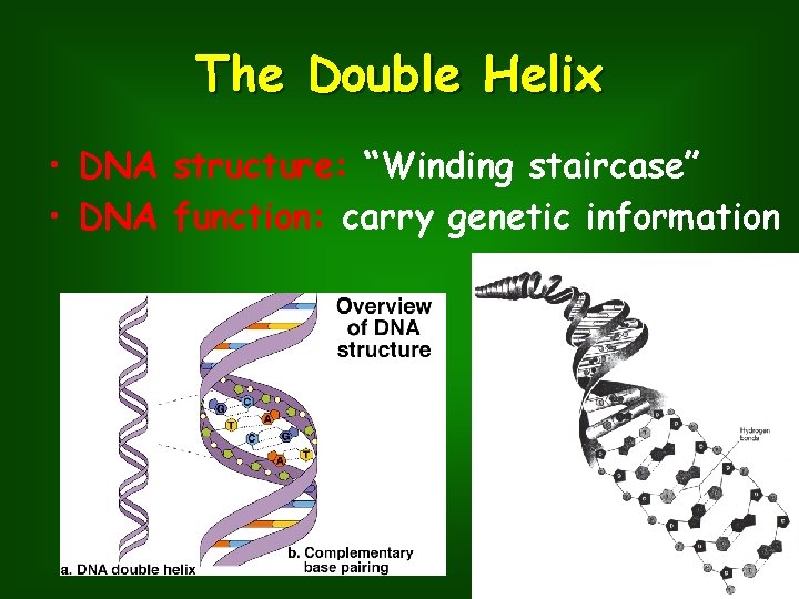 The Double Helix • DNA structure: “Winding staircase” • DNA function: carry genetic information