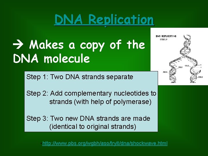DNA Replication Makes a copy of the DNA molecule Step 1: Two DNA strands