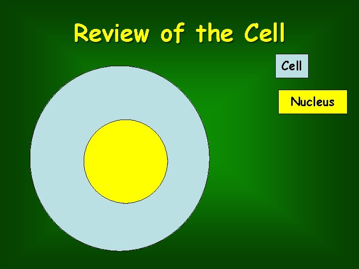 Review of the Cell Nucleus 