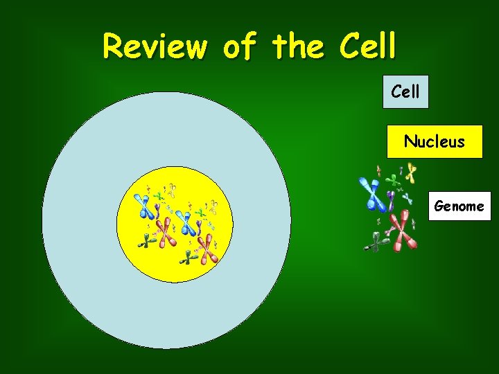 Review of the Cell Nucleus Genome 