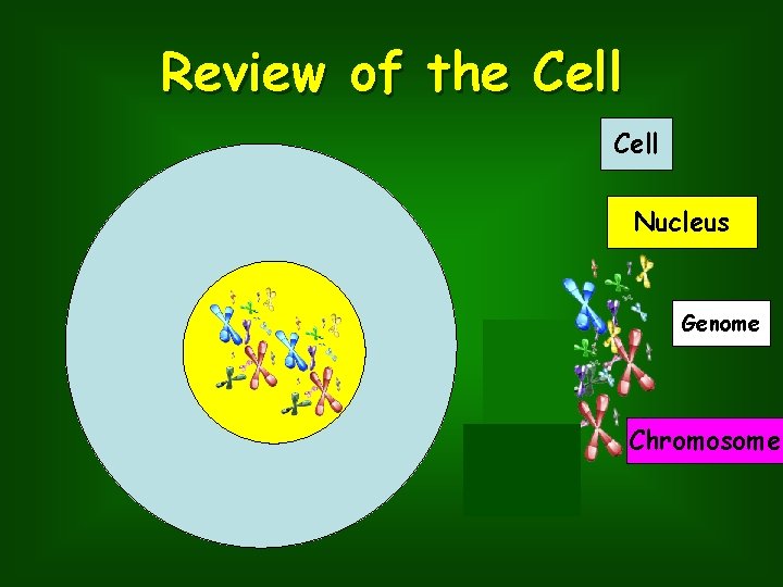 Review of the Cell Nucleus Genome Chromosome 