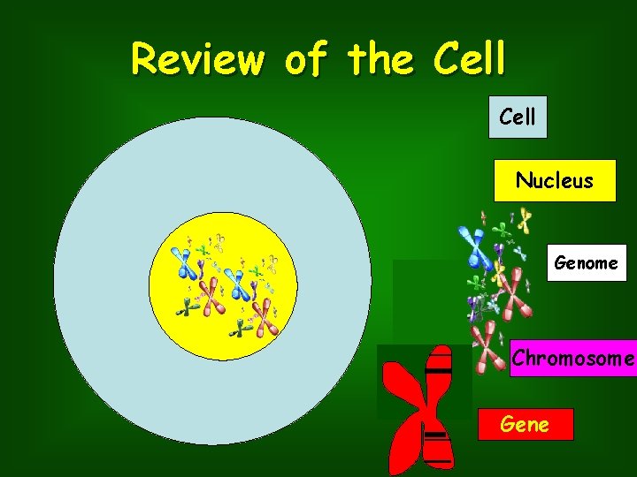 Review of the Cell Nucleus Genome Chromosome Gene 