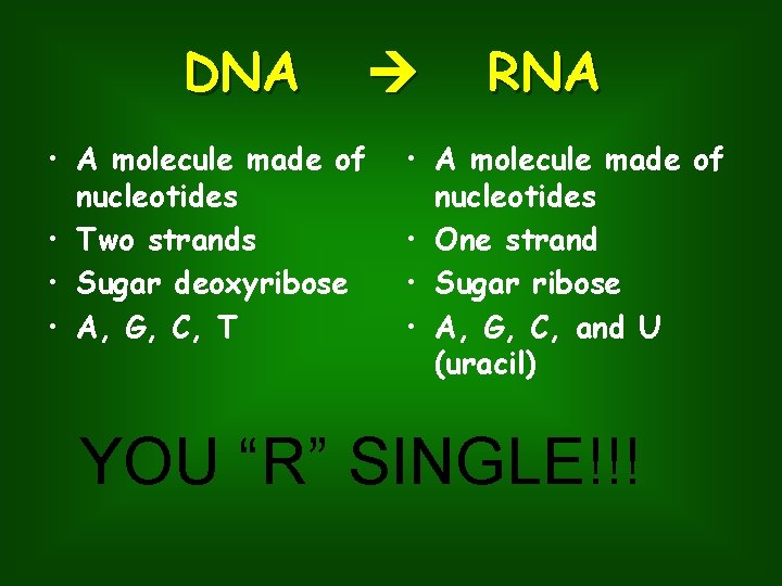 DNA • A molecule made of nucleotides • Two strands • Sugar deoxyribose •