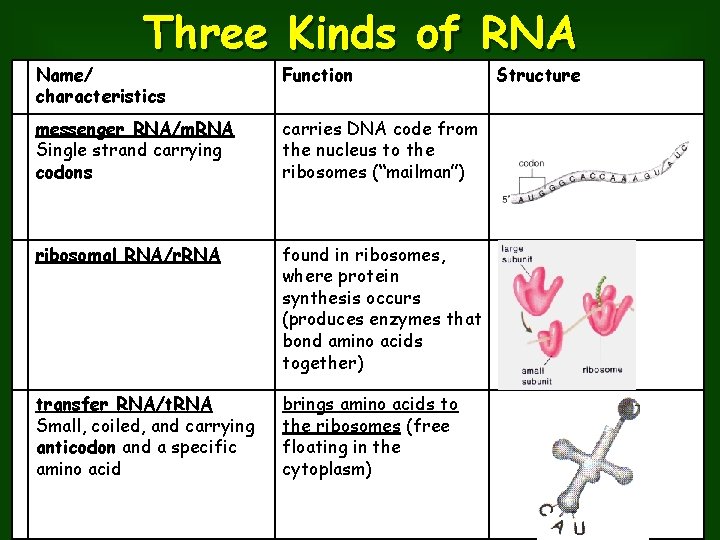 Three Kinds of RNA Name/ characteristics Function messenger RNA/m. RNA Single strand carrying codons