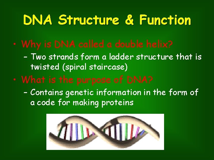 DNA Structure & Function • Why is DNA called a double helix? – Two