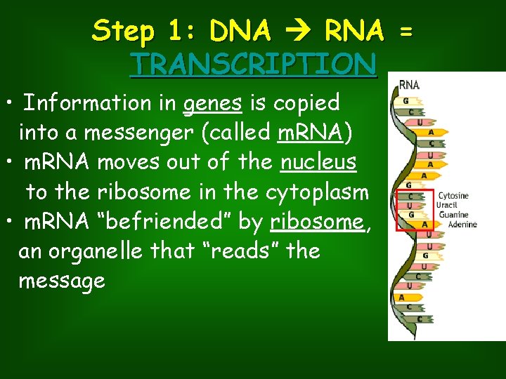 Step 1: DNA RNA = TRANSCRIPTION • Information in genes is copied into a