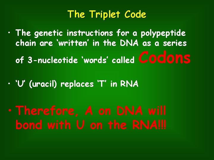 The Triplet Code • The genetic instructions for a polypeptide chain are ‘written’ in