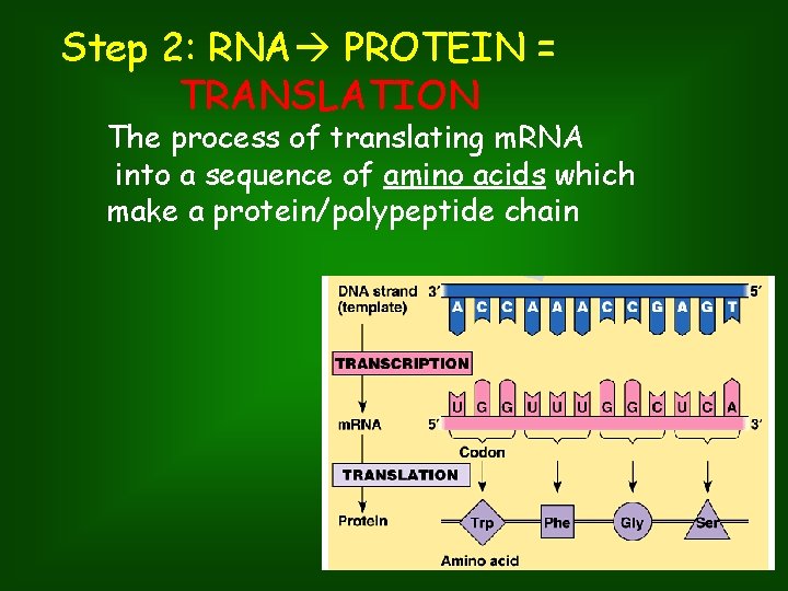 Step 2: RNA PROTEIN = TRANSLATION The process of translating m. RNA into a