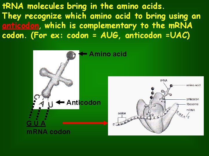 t. RNA molecules bring in the amino acids. They recognize which amino acid to
