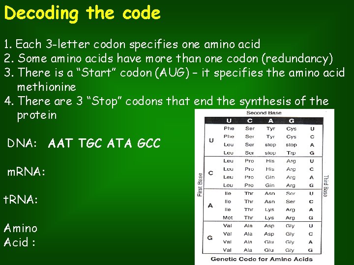 Decoding the code 1. Each 3 -letter codon specifies one amino acid 2. Some