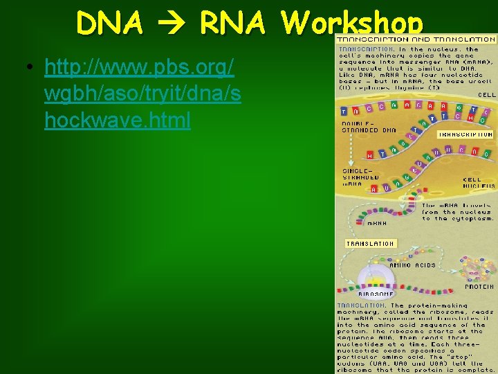 DNA RNA Workshop • http: //www. pbs. org/ wgbh/aso/tryit/dna/s hockwave. html 