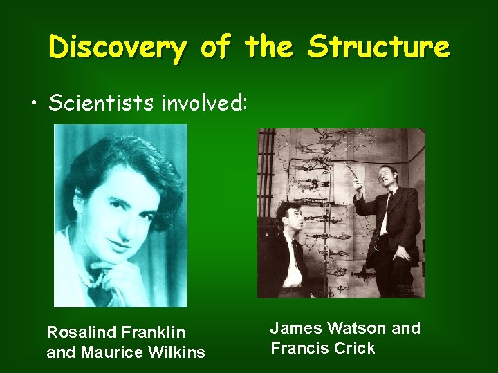 Discovery of the Structure • Scientists involved: Rosalind Franklin and Maurice Wilkins James Watson
