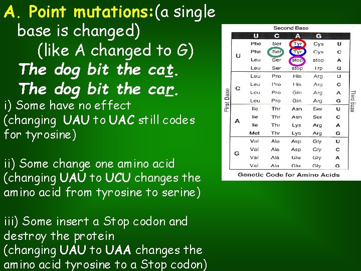 A. Point mutations: (a single base is changed) (like A changed to G) The