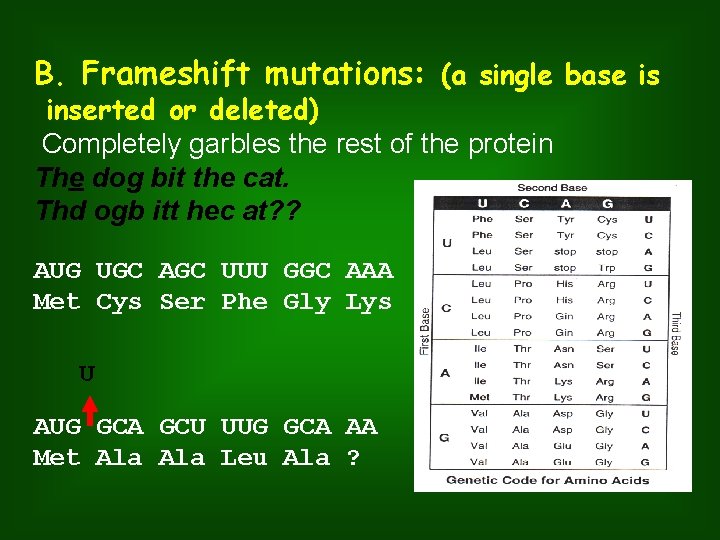 B. Frameshift mutations: (a single base is inserted or deleted) Completely garbles the rest