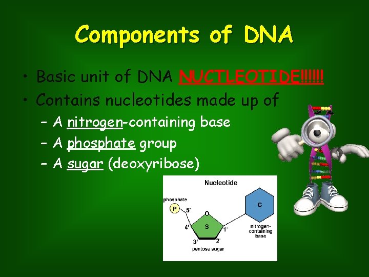 Components of DNA • Basic unit of DNA NUCTLEOTIDE!!!!!! • Contains nucleotides made up