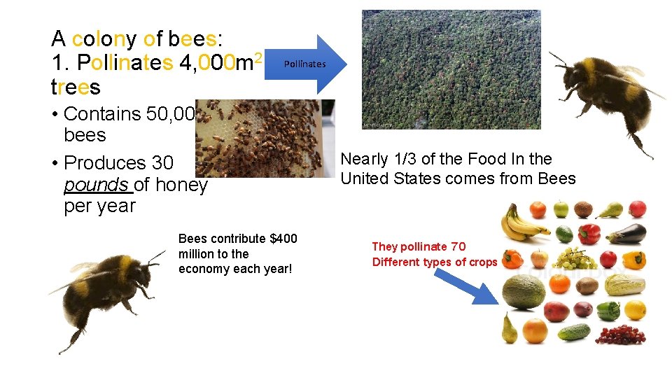 A colony of bees: 1. Pollinates 4, 000 m 2 of. Pollinates trees •