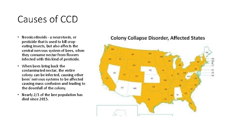 Causes of CCD • Neonicotinoids – a neurotoxin, or pesticide that is used to