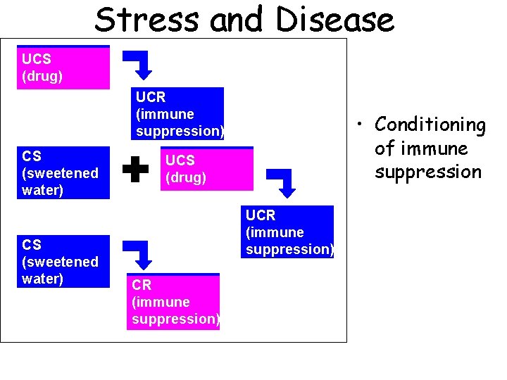 Stress and Disease UCS (drug) UCR (immune suppression) CS (sweetened water) • Conditioning of