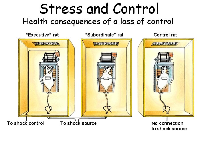 Stress and Control Health consequences of a loss of control “Executive” rat To shock