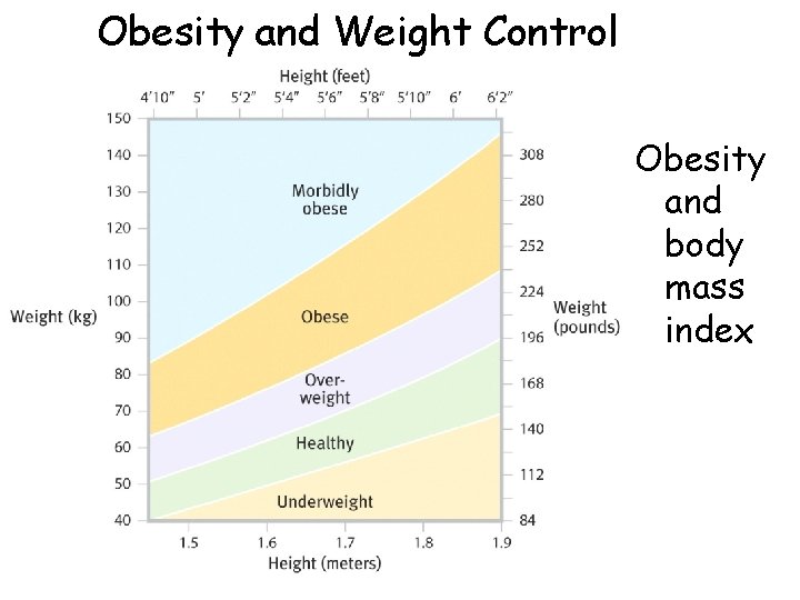 Obesity and Weight Control Obesity and body mass index 