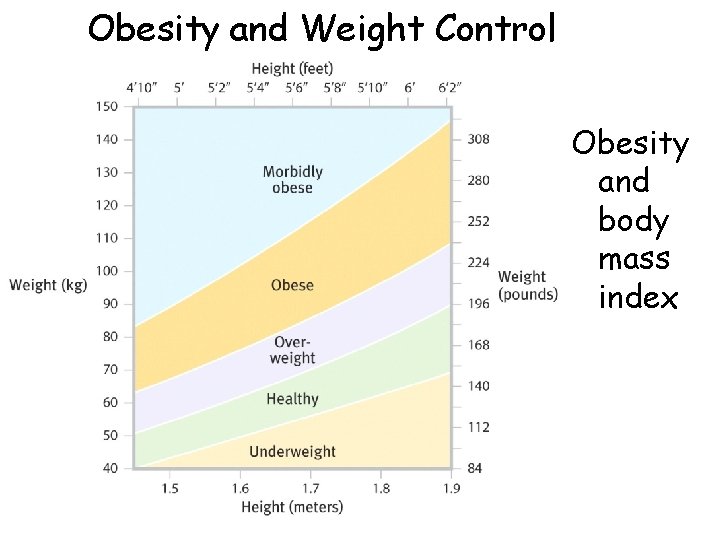 Obesity and Weight Control Obesity and body mass index Obesity and Weight Control Obesity and body mass index