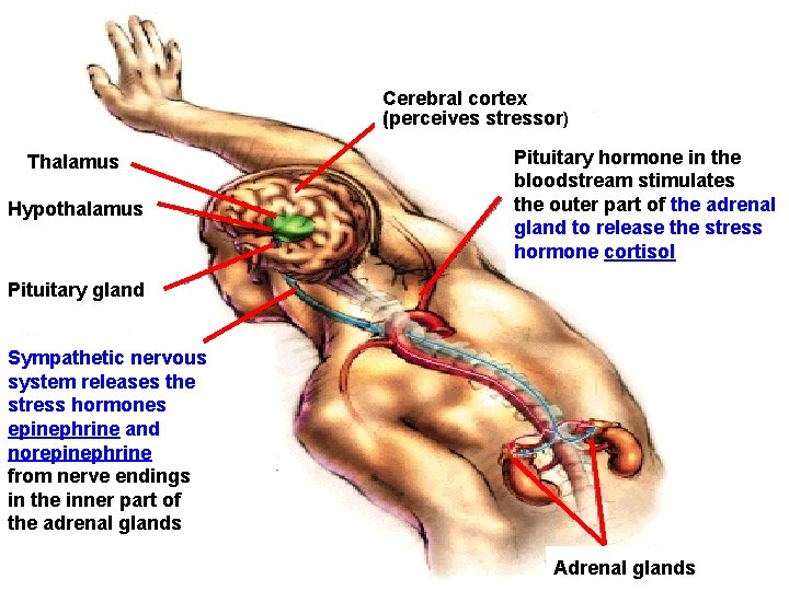 Cerebral cortex (perceives stressor) Thalamus Hypothalamus Pituitary hormone in the bloodstream stimulates the outer