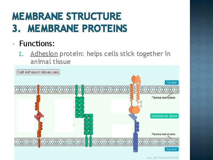 MEMBRANE STRUCTURE 3. MEMBRANE PROTEINS Functions: 2. Adhesion protein: helps cells stick together in