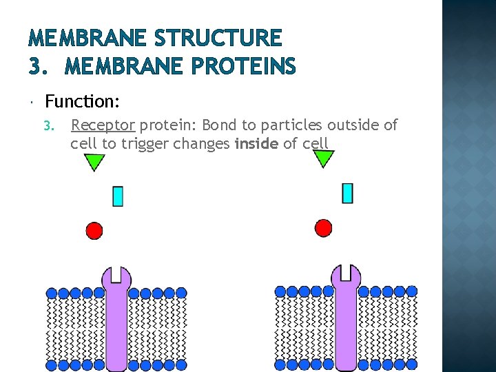 MEMBRANE STRUCTURE 3. MEMBRANE PROTEINS Function: 3. Receptor protein: Bond to particles outside of