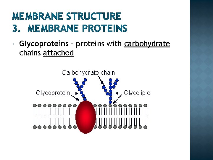 MEMBRANE STRUCTURE 3. MEMBRANE PROTEINS Glycoproteins – proteins with carbohydrate chains attached 
