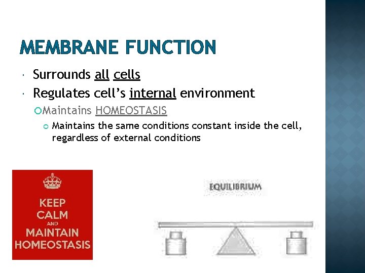 MEMBRANE FUNCTION Surrounds all cells Regulates cell’s internal environment Maintains HOMEOSTASIS Maintains the same
