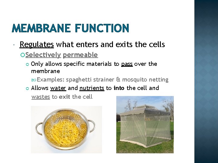 MEMBRANE FUNCTION Regulates what enters and exits the cells Selectively permeable Only allows specific