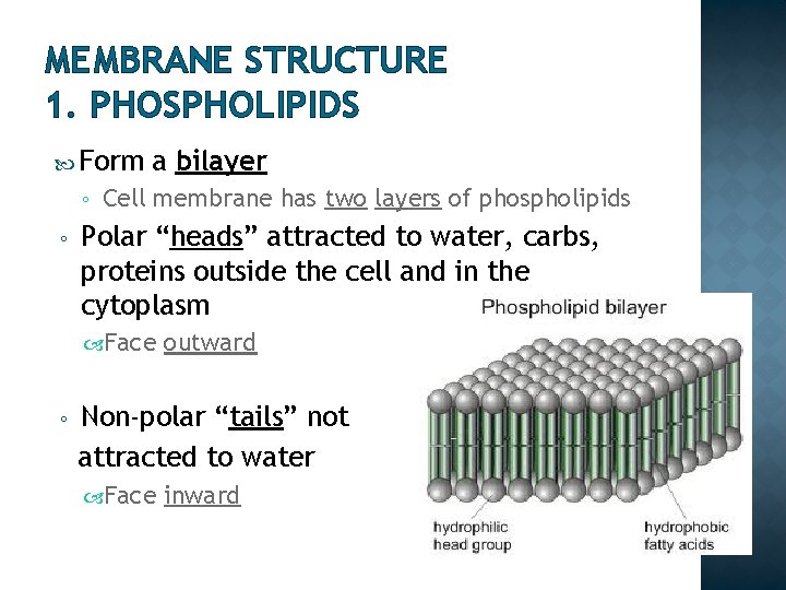 MEMBRANE STRUCTURE 1. PHOSPHOLIPIDS Form ◦ ◦ a bilayer Cell membrane has two layers