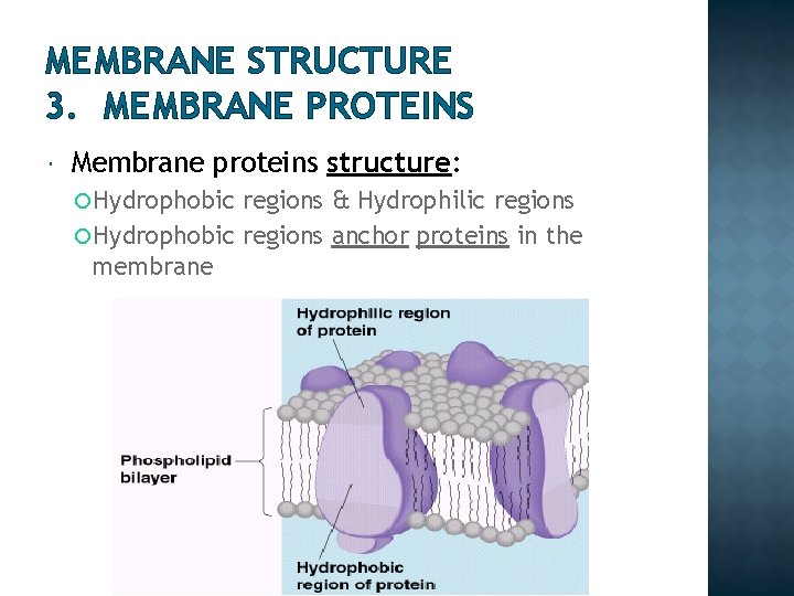 MEMBRANE STRUCTURE 3. MEMBRANE PROTEINS Membrane proteins structure: Hydrophobic regions & Hydrophilic regions Hydrophobic