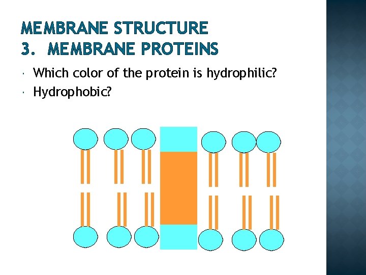 MEMBRANE STRUCTURE 3. MEMBRANE PROTEINS Which color of the protein is hydrophilic? Hydrophobic? 