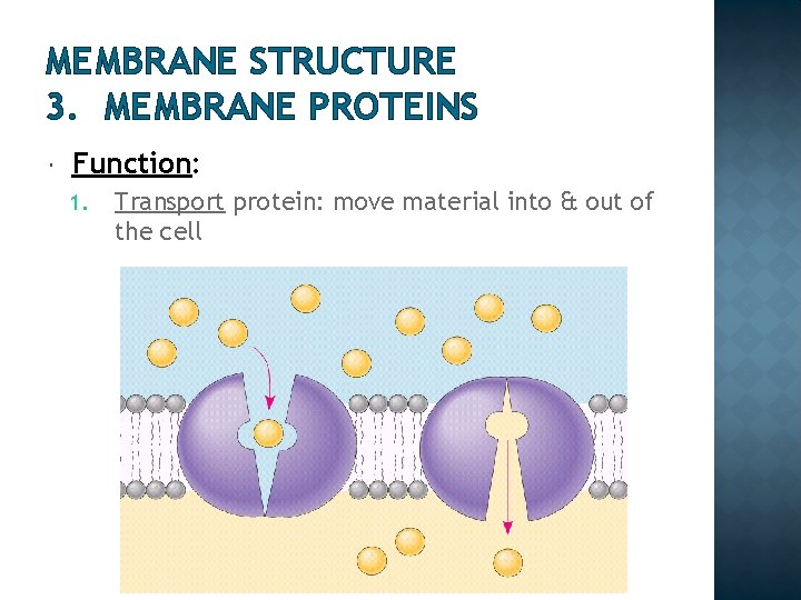 MEMBRANE STRUCTURE 3. MEMBRANE PROTEINS Function: 1. Transport protein: move material into & out