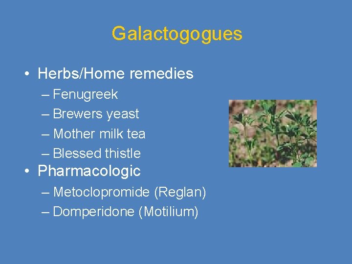 Galactogogues • Herbs/Home remedies – Fenugreek – Brewers yeast – Mother milk tea –