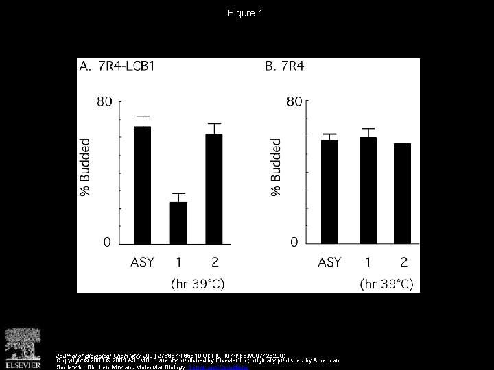 Figure 1 Journal of Biological Chemistry 2001 2768574 -8581 DOI: (10. 1074/jbc. M 007425200)