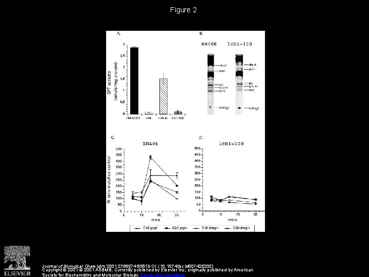 Figure 2 Journal of Biological Chemistry 2001 2768574 -8581 DOI: (10. 1074/jbc. M 007425200)