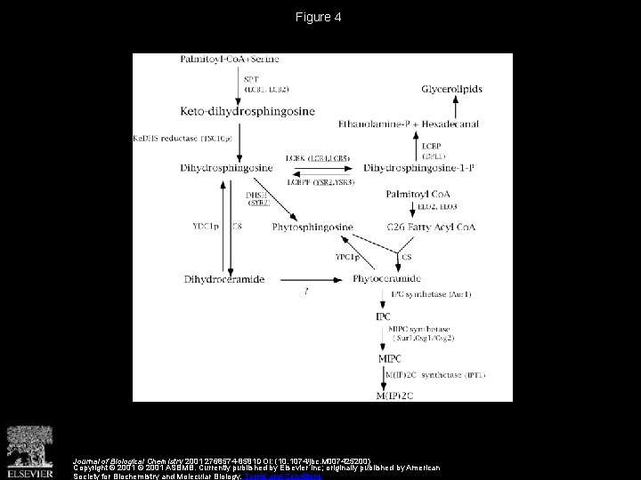 Figure 4 Journal of Biological Chemistry 2001 2768574 -8581 DOI: (10. 1074/jbc. M 007425200)