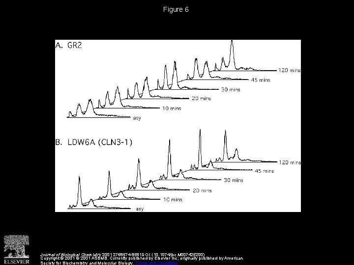 Figure 6 Journal of Biological Chemistry 2001 2768574 -8581 DOI: (10. 1074/jbc. M 007425200)