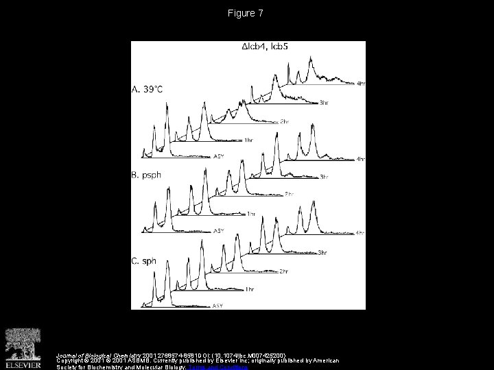 Figure 7 Journal of Biological Chemistry 2001 2768574 -8581 DOI: (10. 1074/jbc. M 007425200)