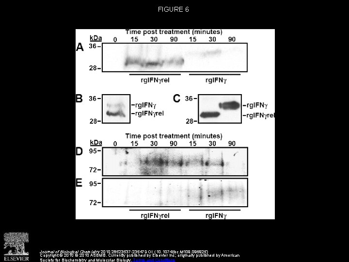 FIGURE 6 Journal of Biological Chemistry 2010 28523537 -23547 DOI: (10. 1074/jbc. M 109.